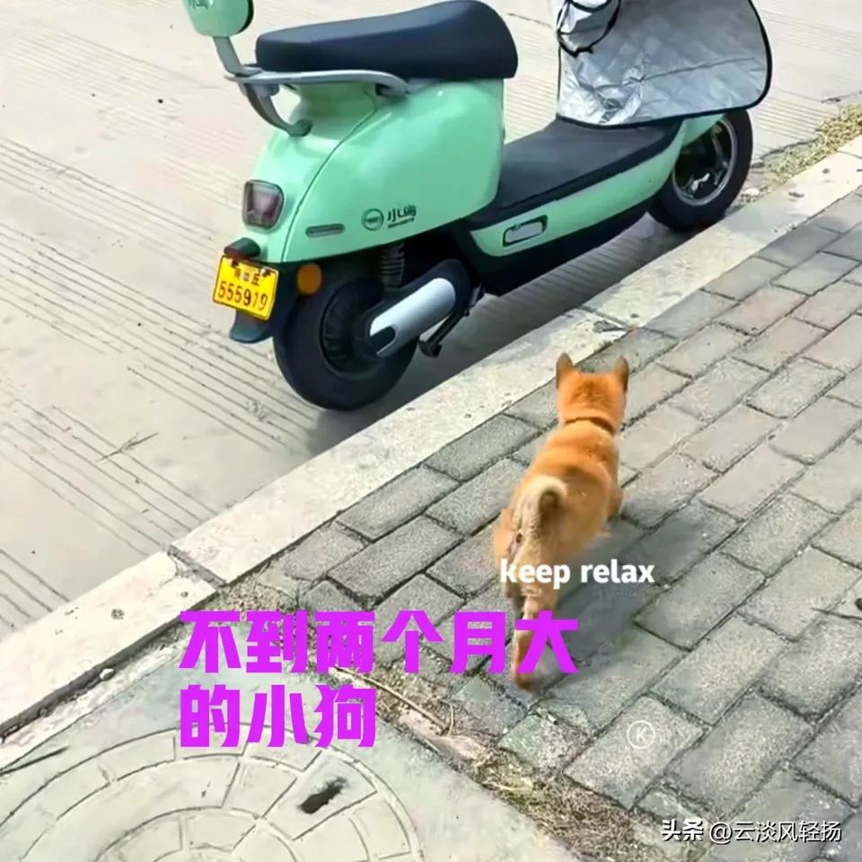 花了五百块钱，在网上买了一只中华田园犬。本来打算买黄狗白面的，没想到价格贵的有些