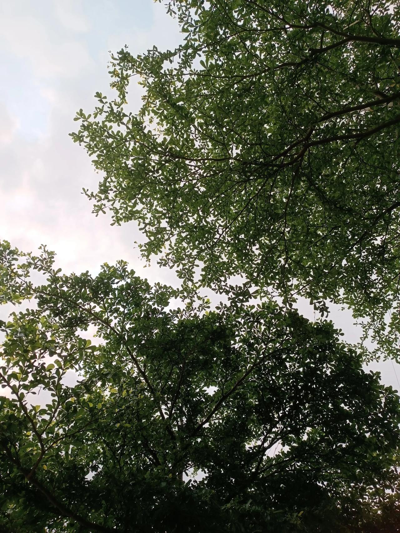 随手一拍都很漂亮
绿绿的大树🌲下
坐一坐，晒一晒太阳
享受大自然的美
心旷神怡