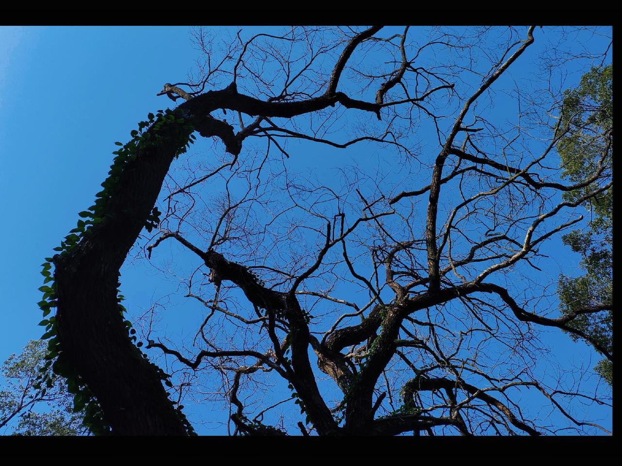 #这或许是世界上最孤独的树吧