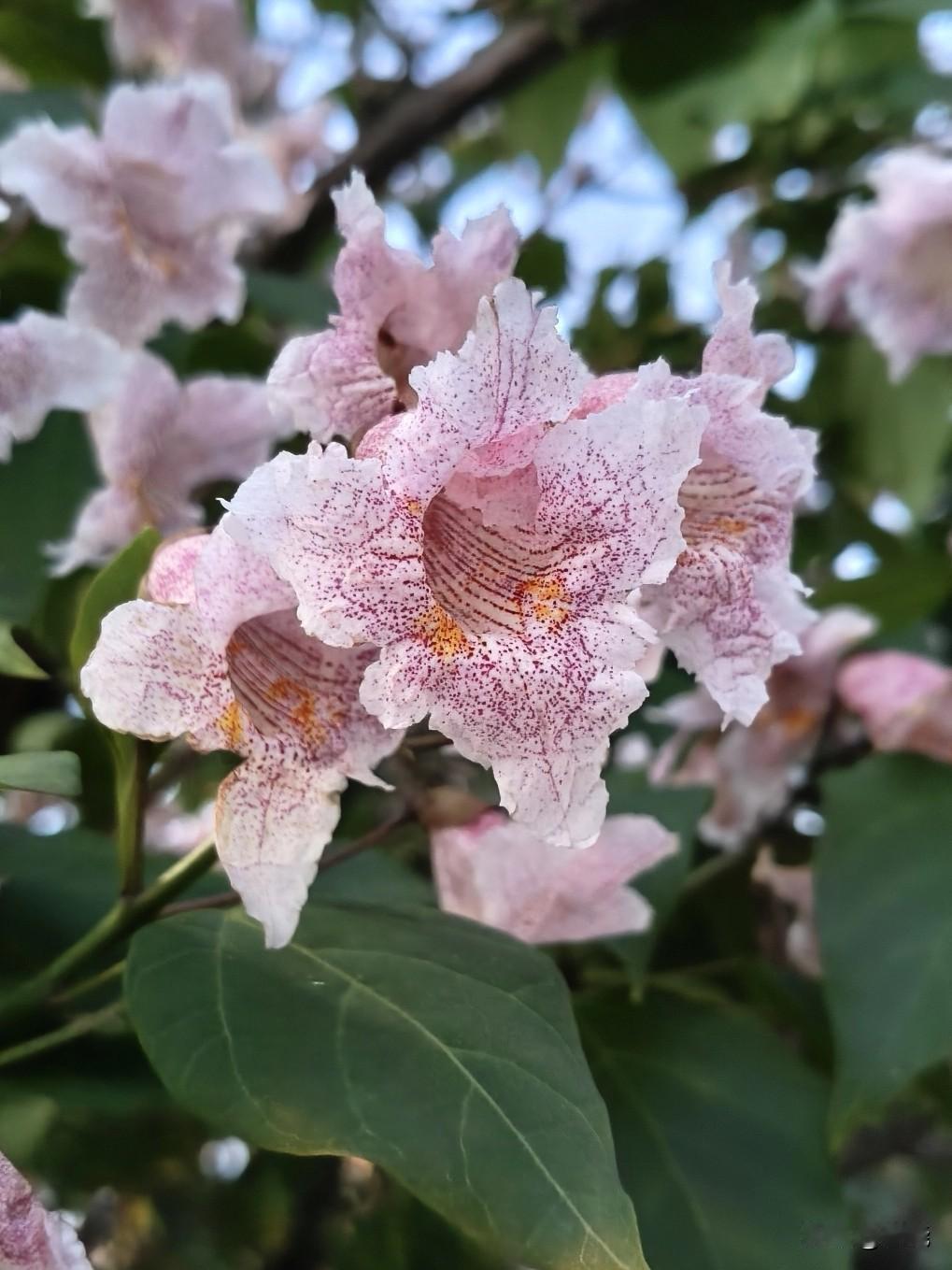 楸树花
今天散步的时候，被路边的楸树花狠狠美到，必须随手拍下来！
楸树花呈淡粉色