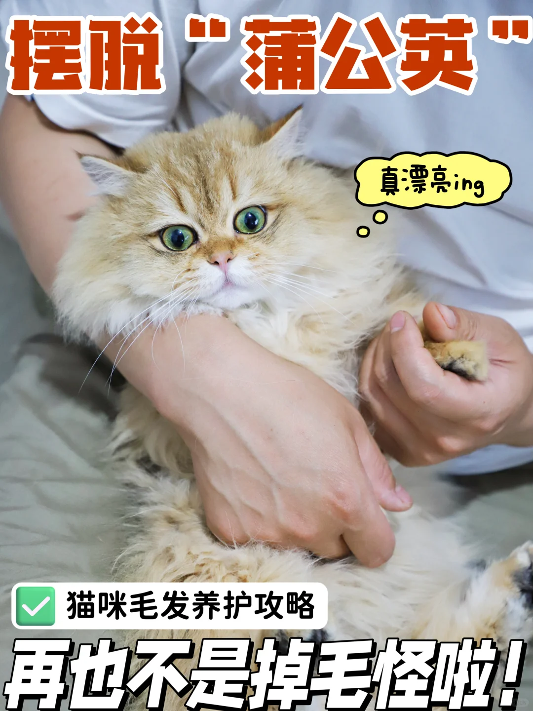 铲屎官必看！猫咪掉毛大作战，告别蒲公英模式