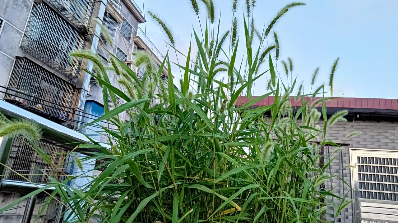 可不要再笑陈花花 
养花 花死     种树 树亡
栽的菜   草比菜长了

你