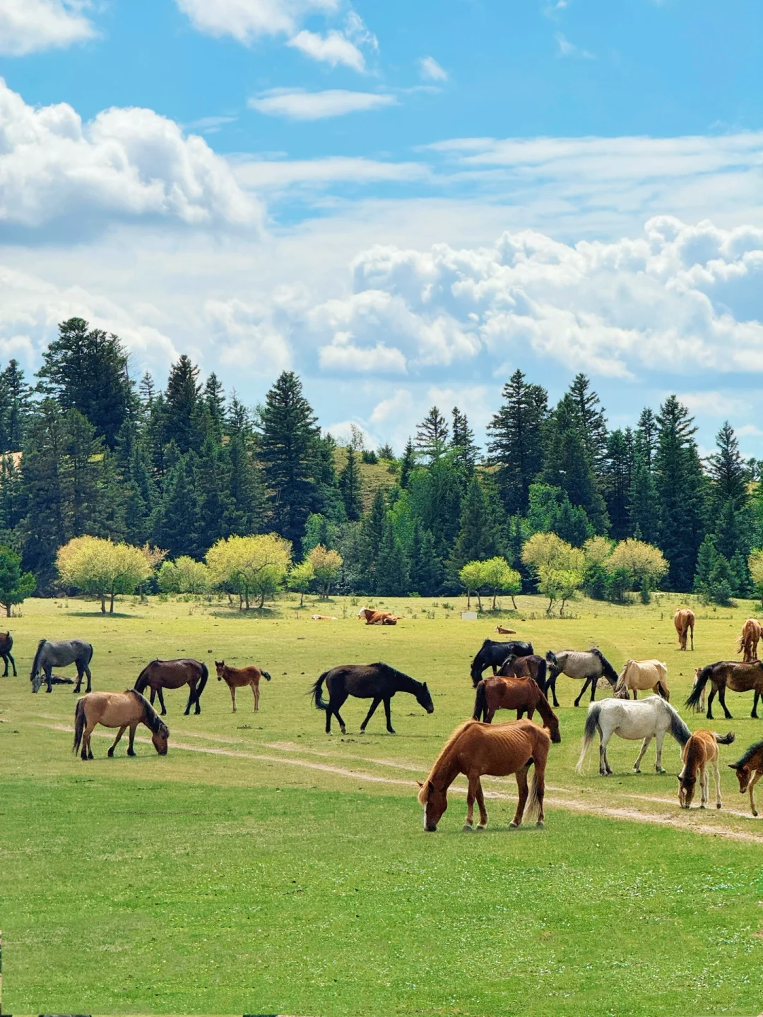 6.1赤峰实拍｜达达线+贡格尔草原绿了！好治愈