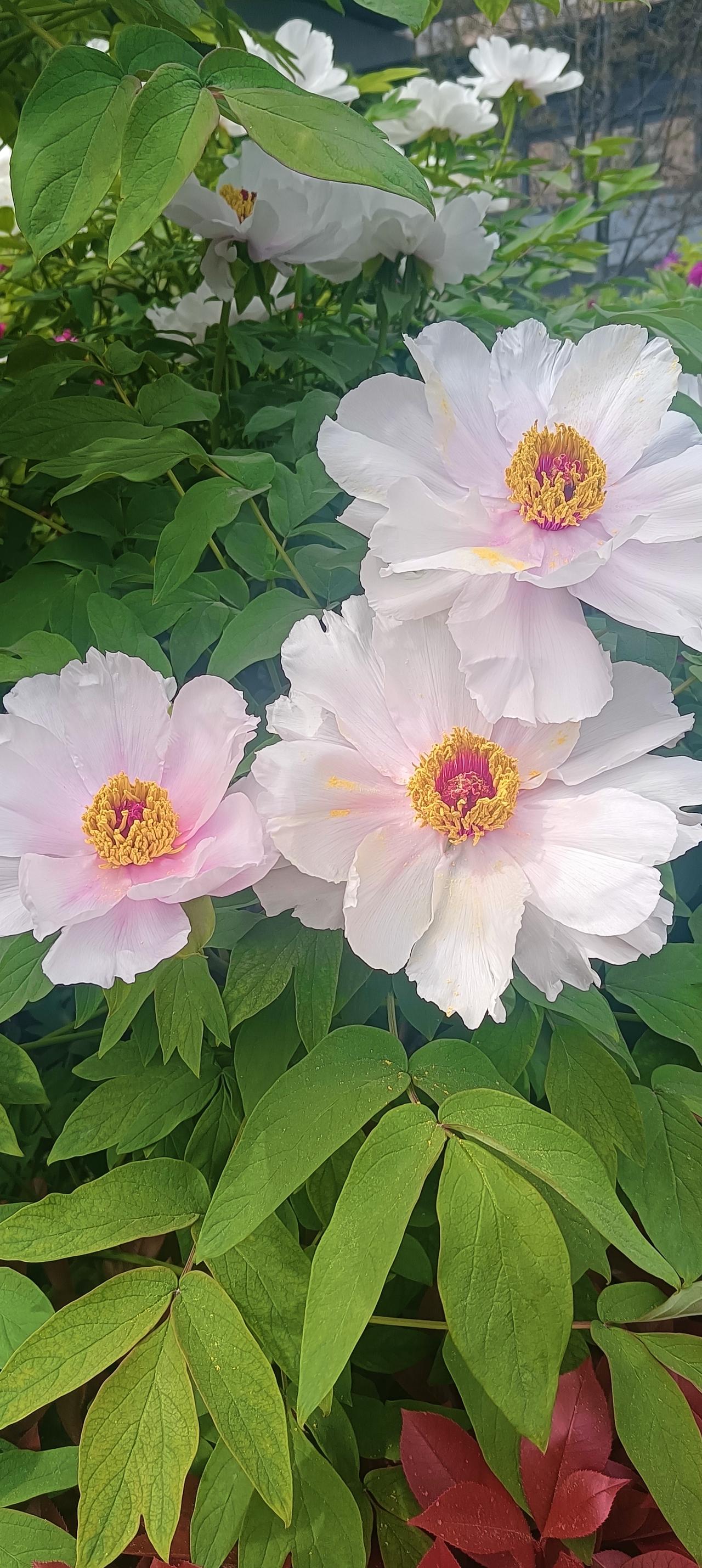 牡丹何时成为国花？
我有意问豆包，中国的国花是什么花？它回答：中国的国花是牡丹。