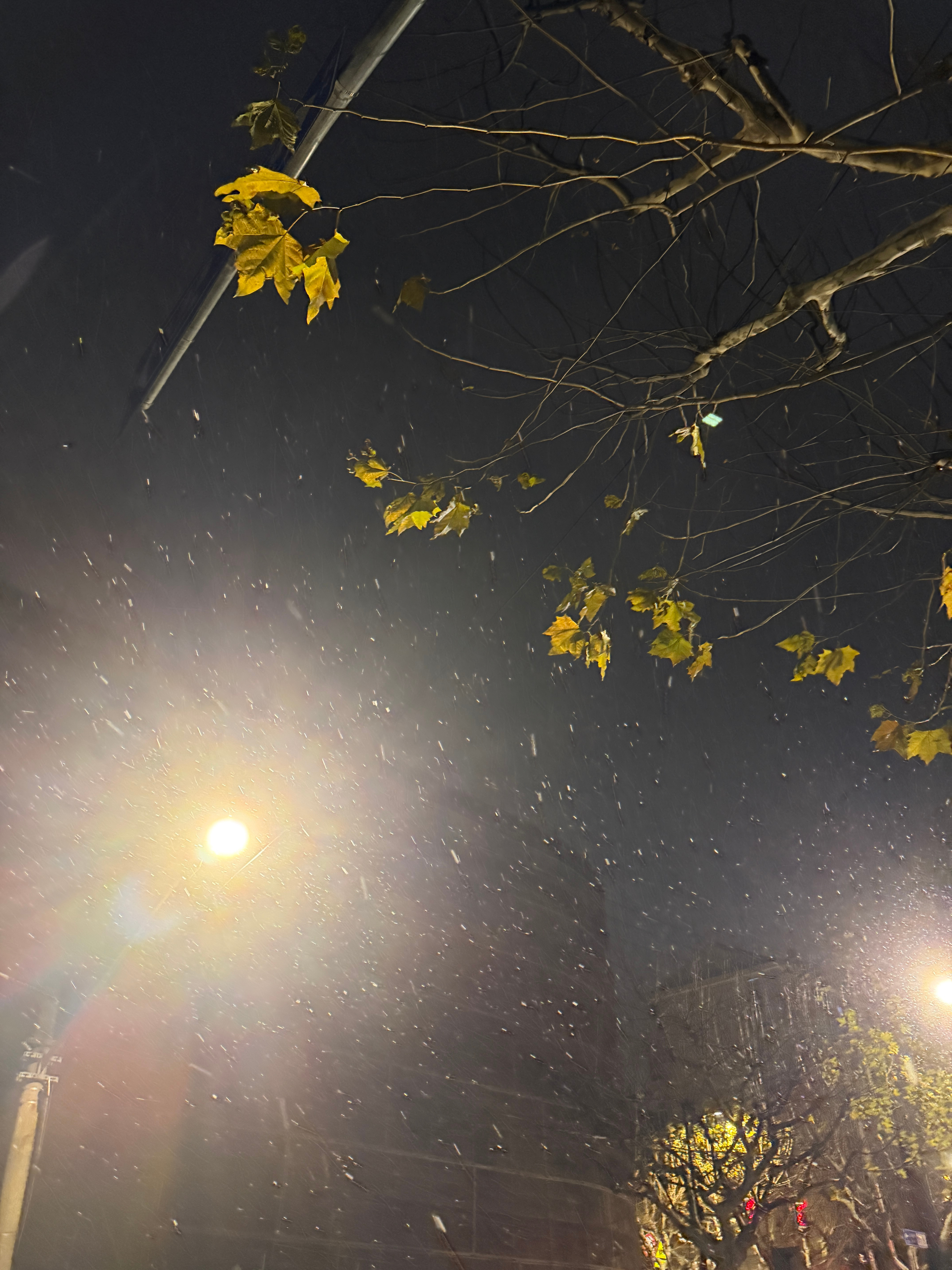 真的下雪了上海下雪 上海