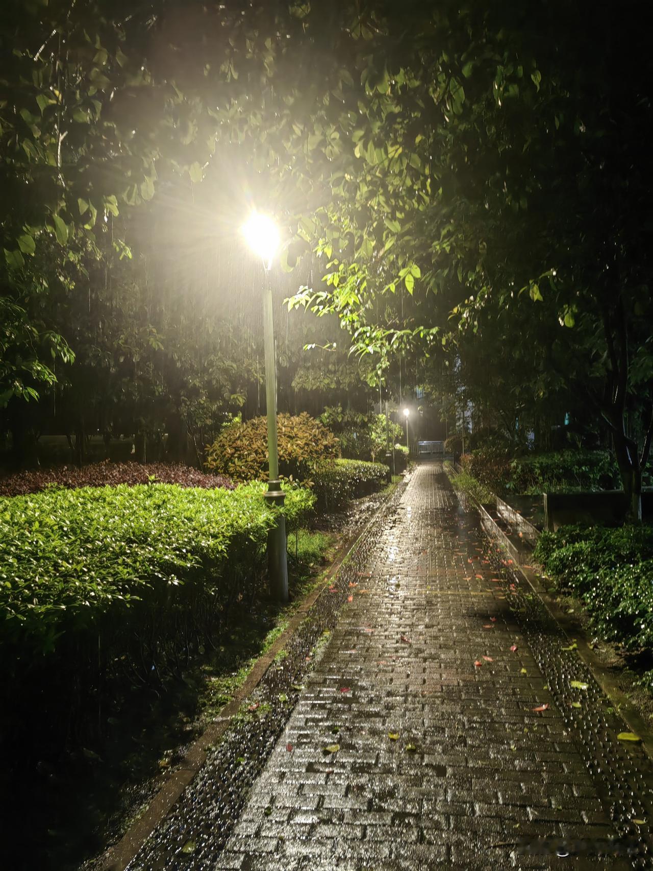 雨砸在路灯上，
也砸在我的脸上。
夜里十一点小区的步道，
树叶在雨水沐浴的喜悦中