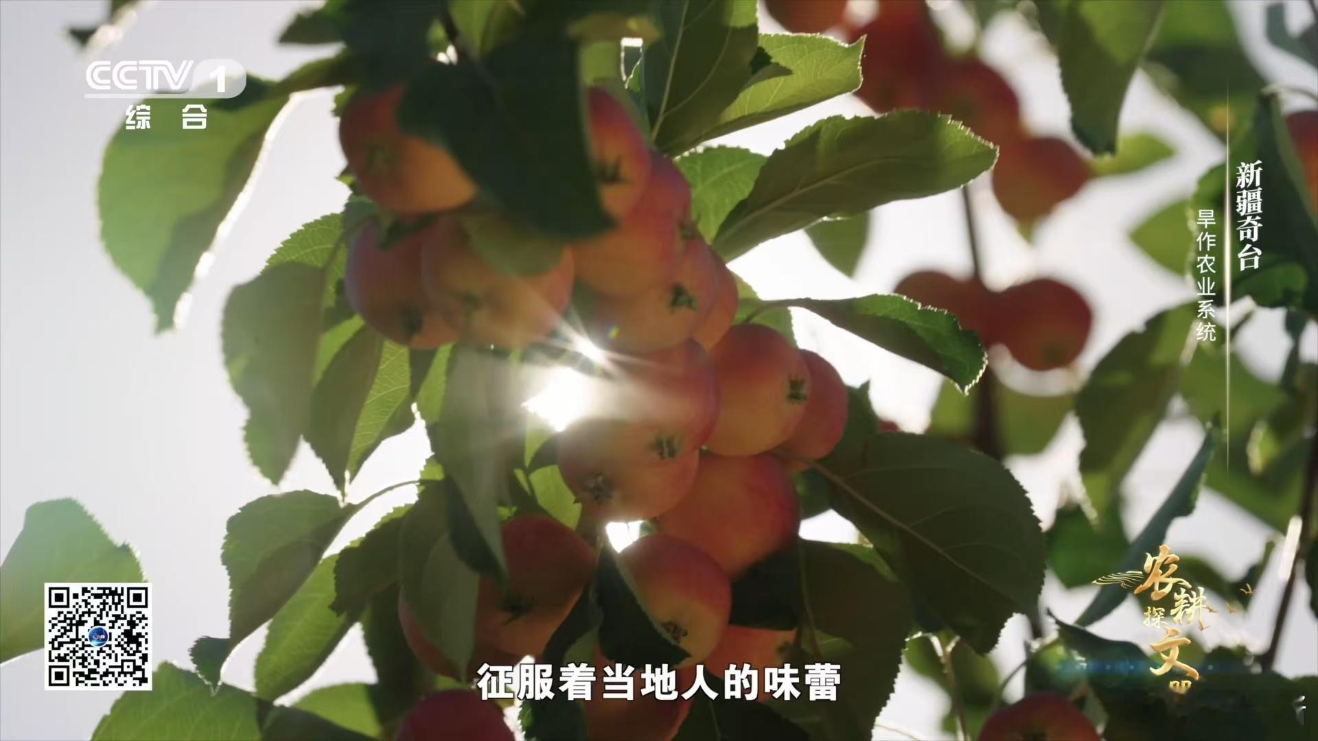 新疆人在家自制果丹皮  新疆人藏着多少美食技能  哎呀！新疆人在美食领域的表现就