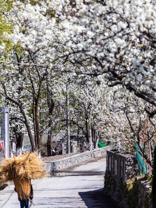 每年3月，这条金川梨花路线都被问爆了！