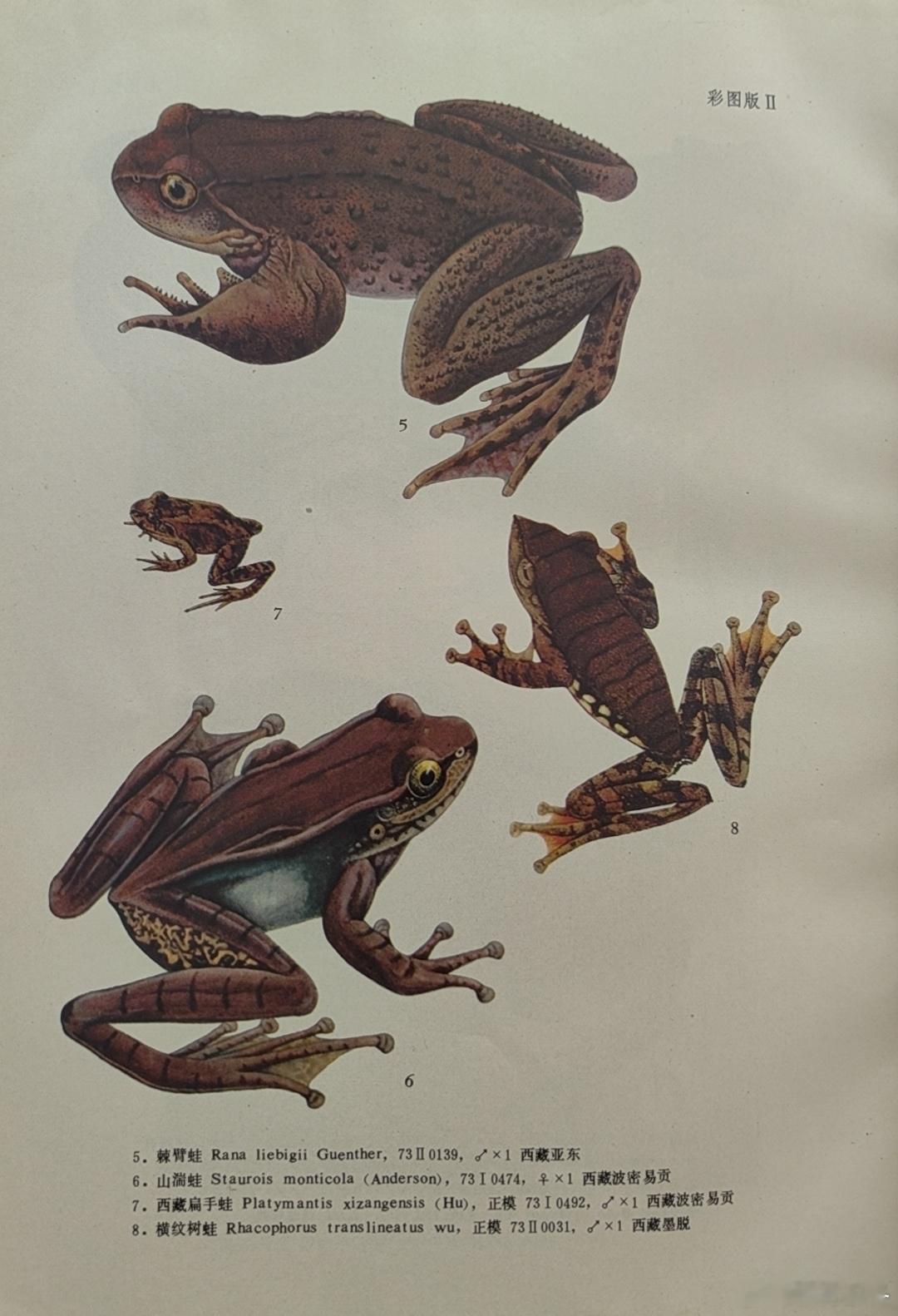 看画儿，看鱼…… ​​​
