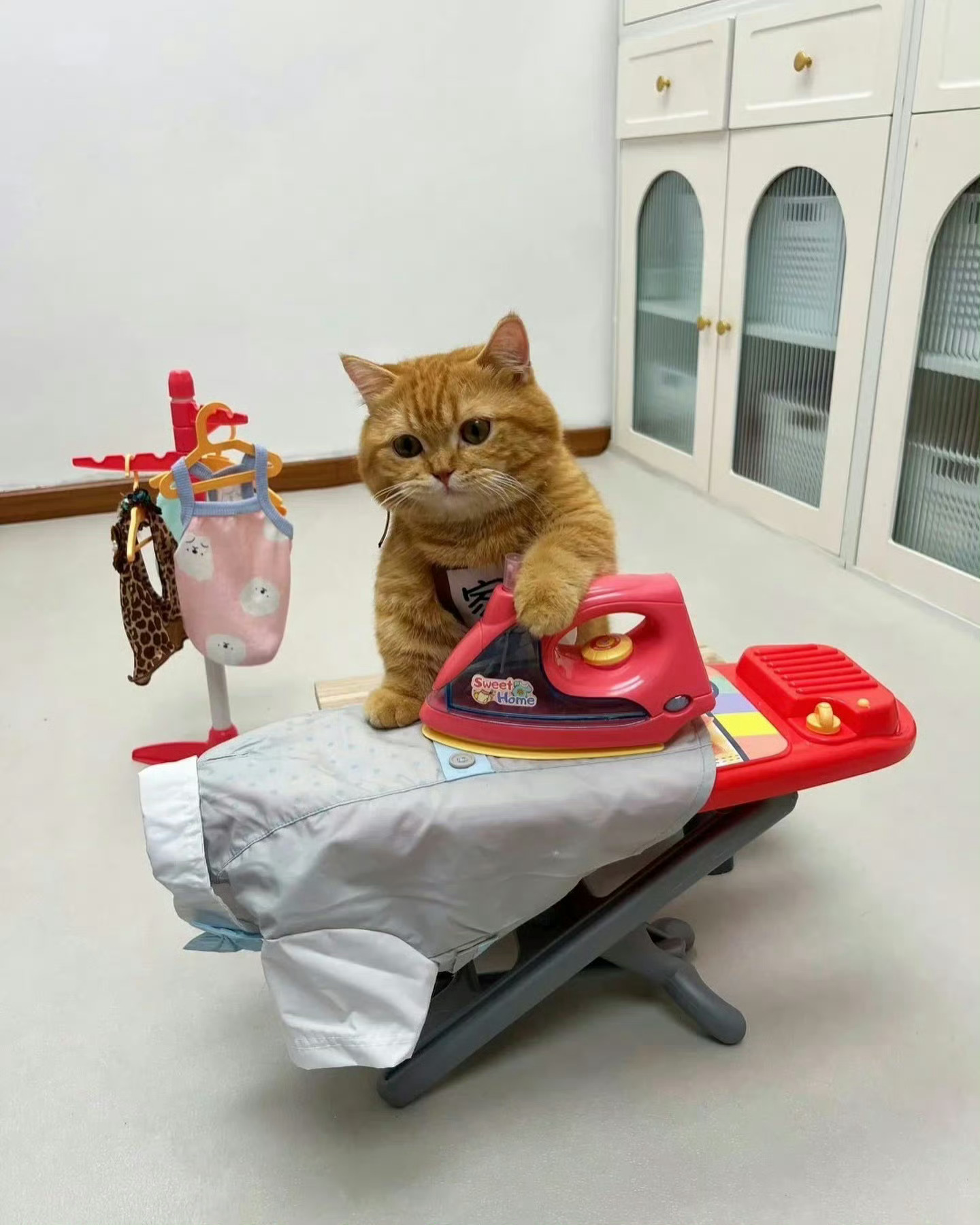 猫咪：妈妈，还有衣服要熨吗🥹 ​​​