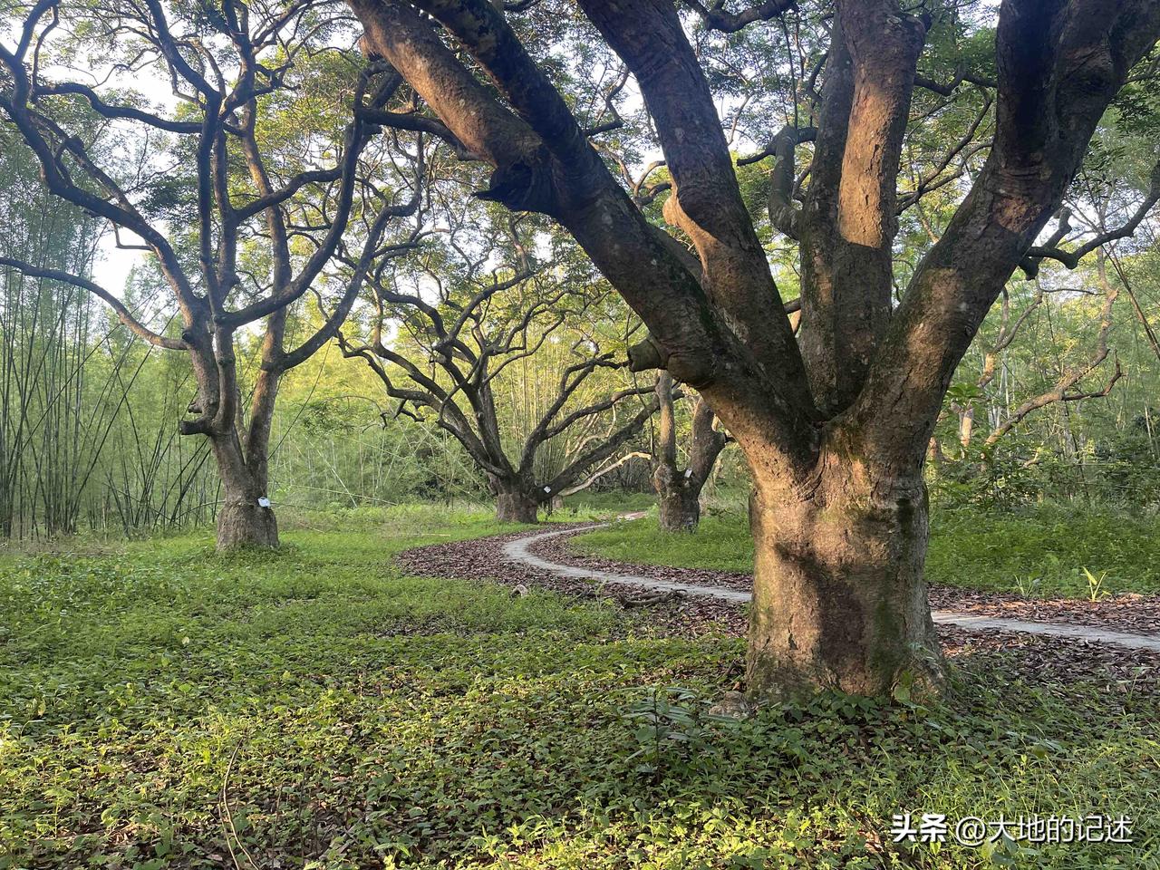 广州增城区正果镇湖心岛湿地公园，园内分布着大量树龄在一百多年以上的乌榄树，高大的