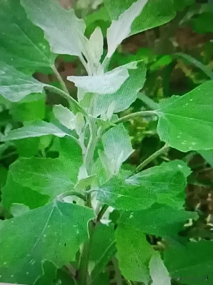 肾对应的五味是咸。在中医里，五味指酸、苦、甘、辛、咸，分别对应肝、心、脾、肺、肾
