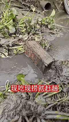 农村住的好处……[泣不成声]
