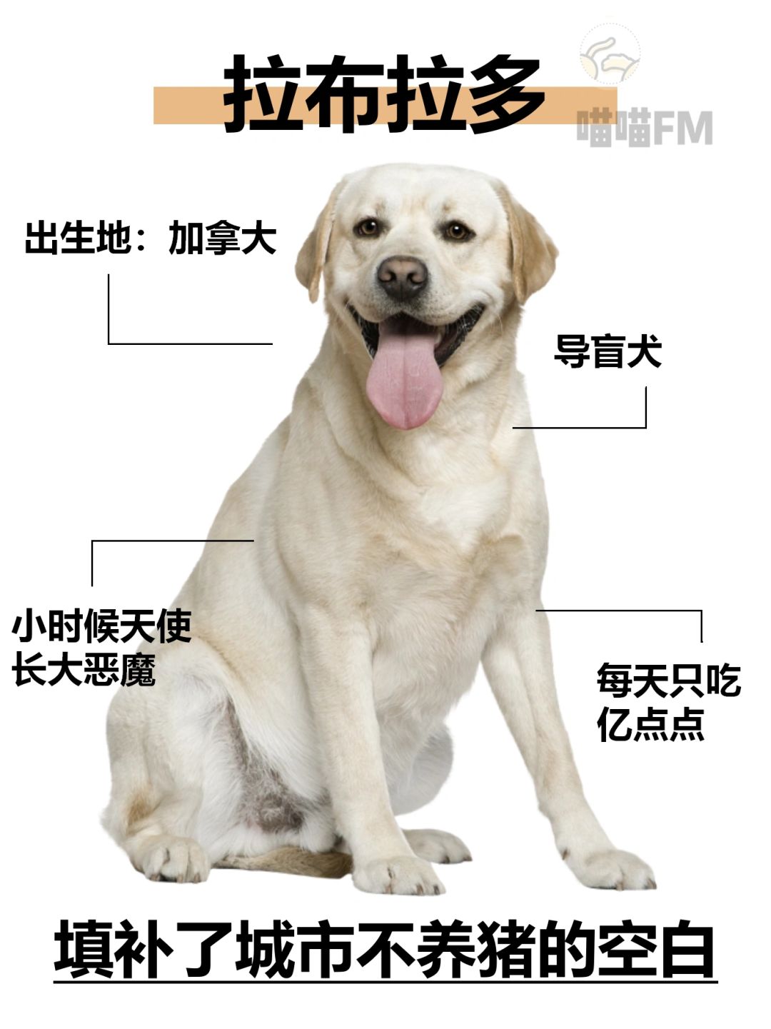 到底是拉布拉多还是拉布拉猪❓