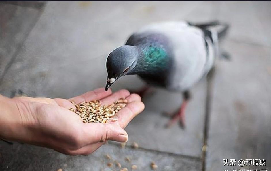 天安门广场上的和平鸽为何会迷路？它们的命运如何牵动人心？
国庆节期间，天安门广场