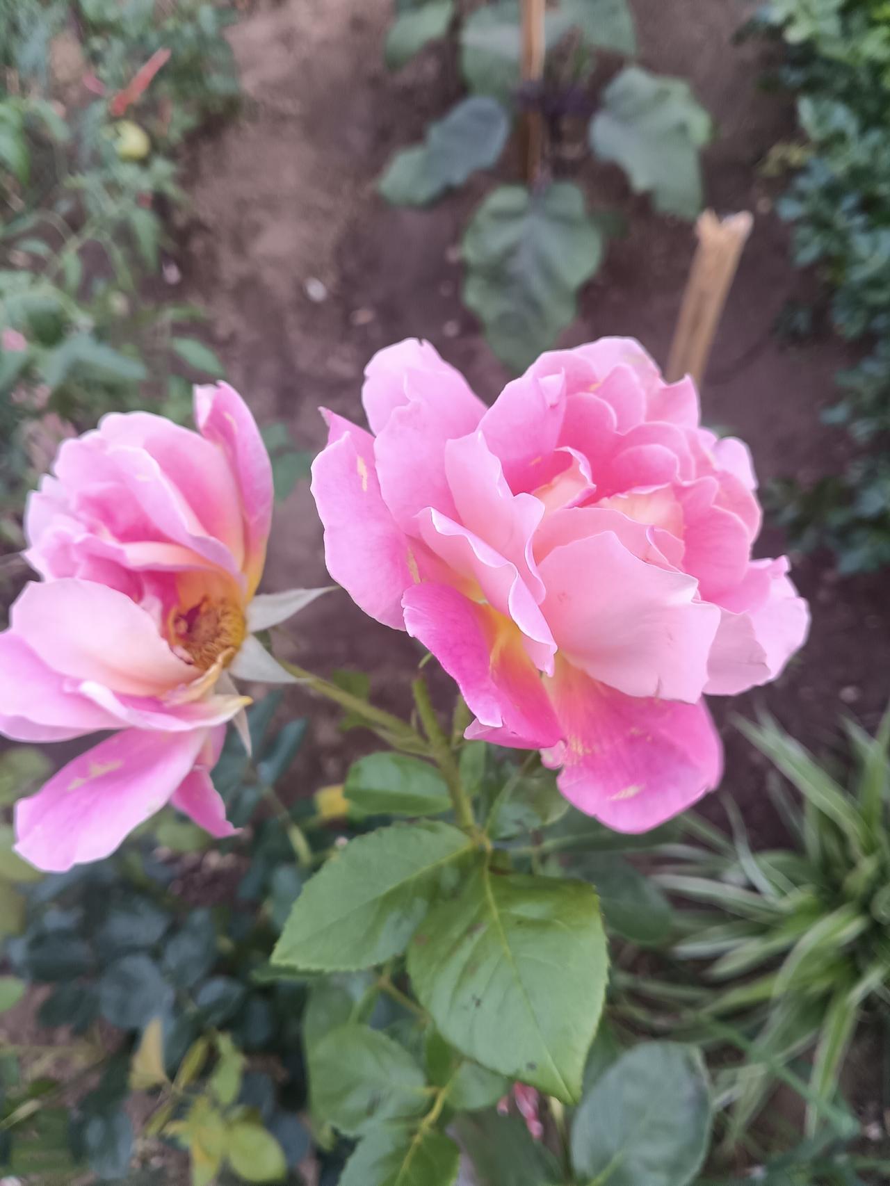 两朵粉月季依偎绽放，花瓣晕染深浅粉调，瓣底缀着暖黄，翠叶衬着柔妍，在泥土草木间温