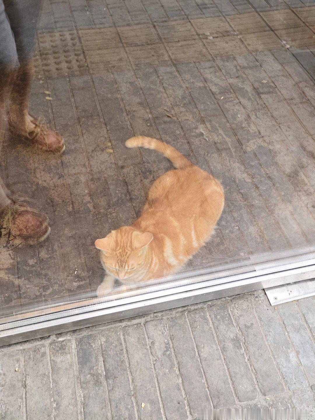 看门猫 北京·安定门