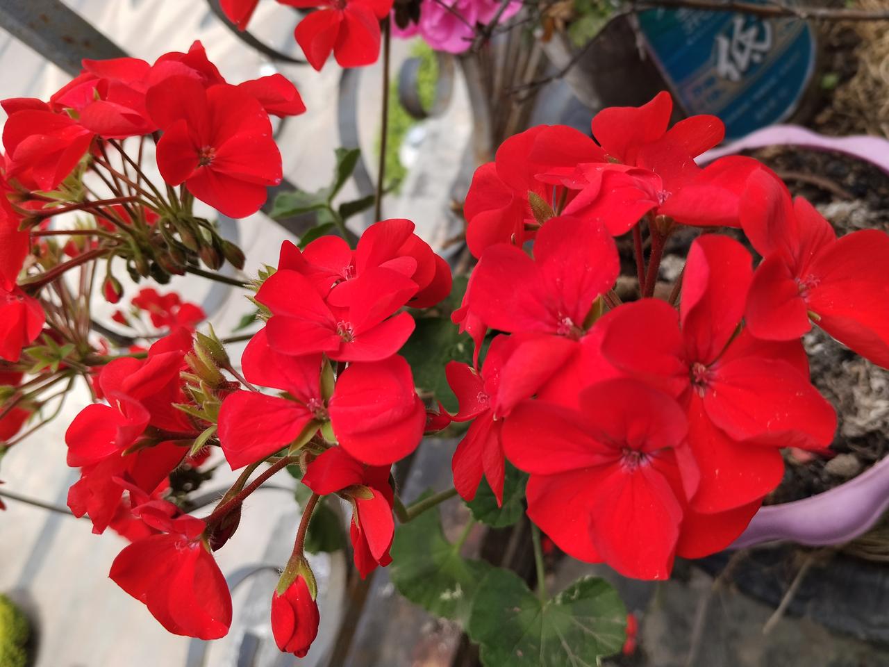 “一花独放不是春，百花齐放春满园。”典自《古今贤文》(“增广贤文”)。
这句话的