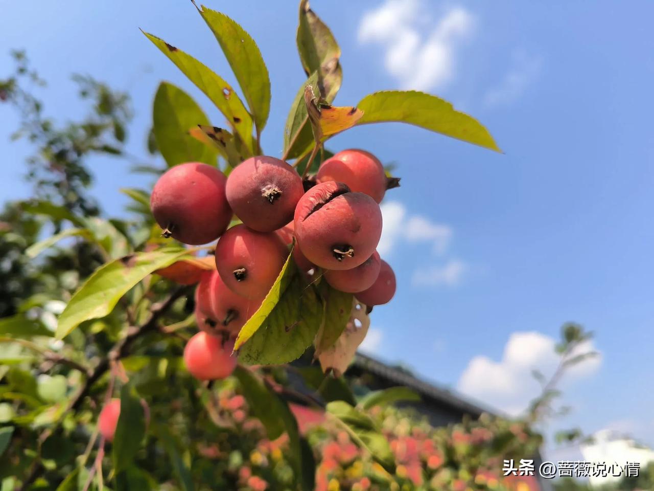对于同行的羡慕嫉妒很强烈

还有几天就开学了，内心总是有一点抵触，毕竟开学之后就
