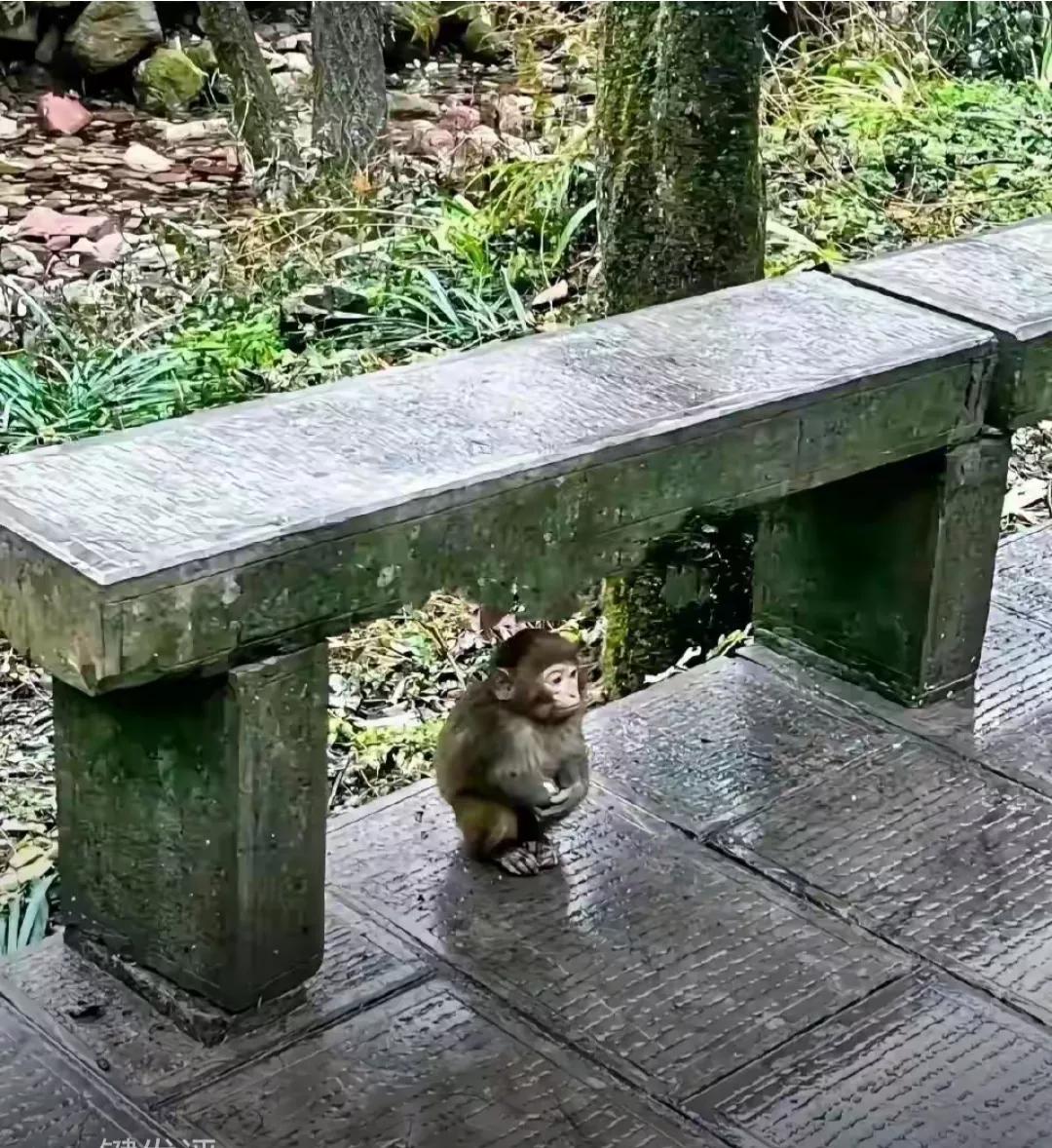 小猴石下静中思，
细雨霏霏到几时。
秋后凉风吹阵阵，
心头冷意可谁知。