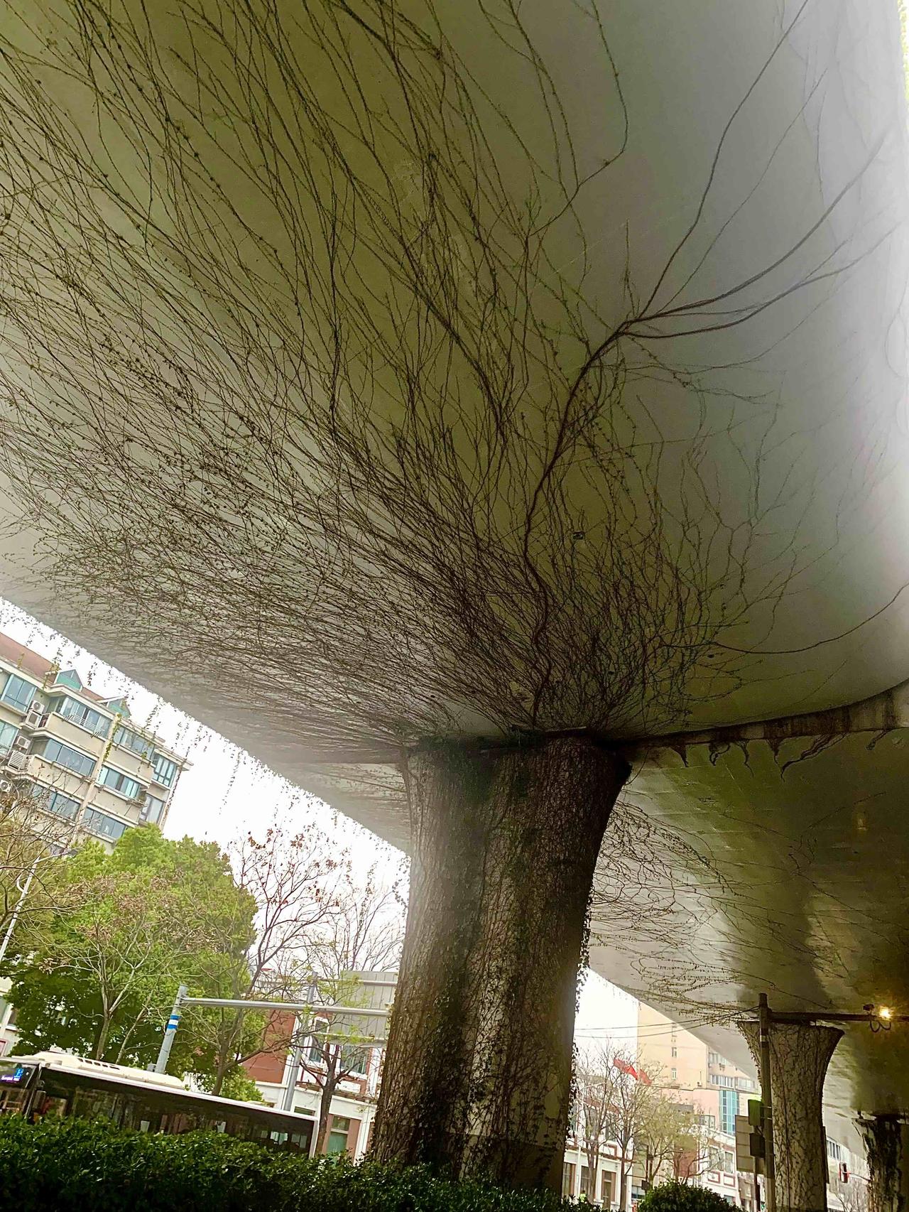 来上海出差，
无意中拍到了这张照片。
上海的高架桥下，
也是一道亮丽的风景！
身