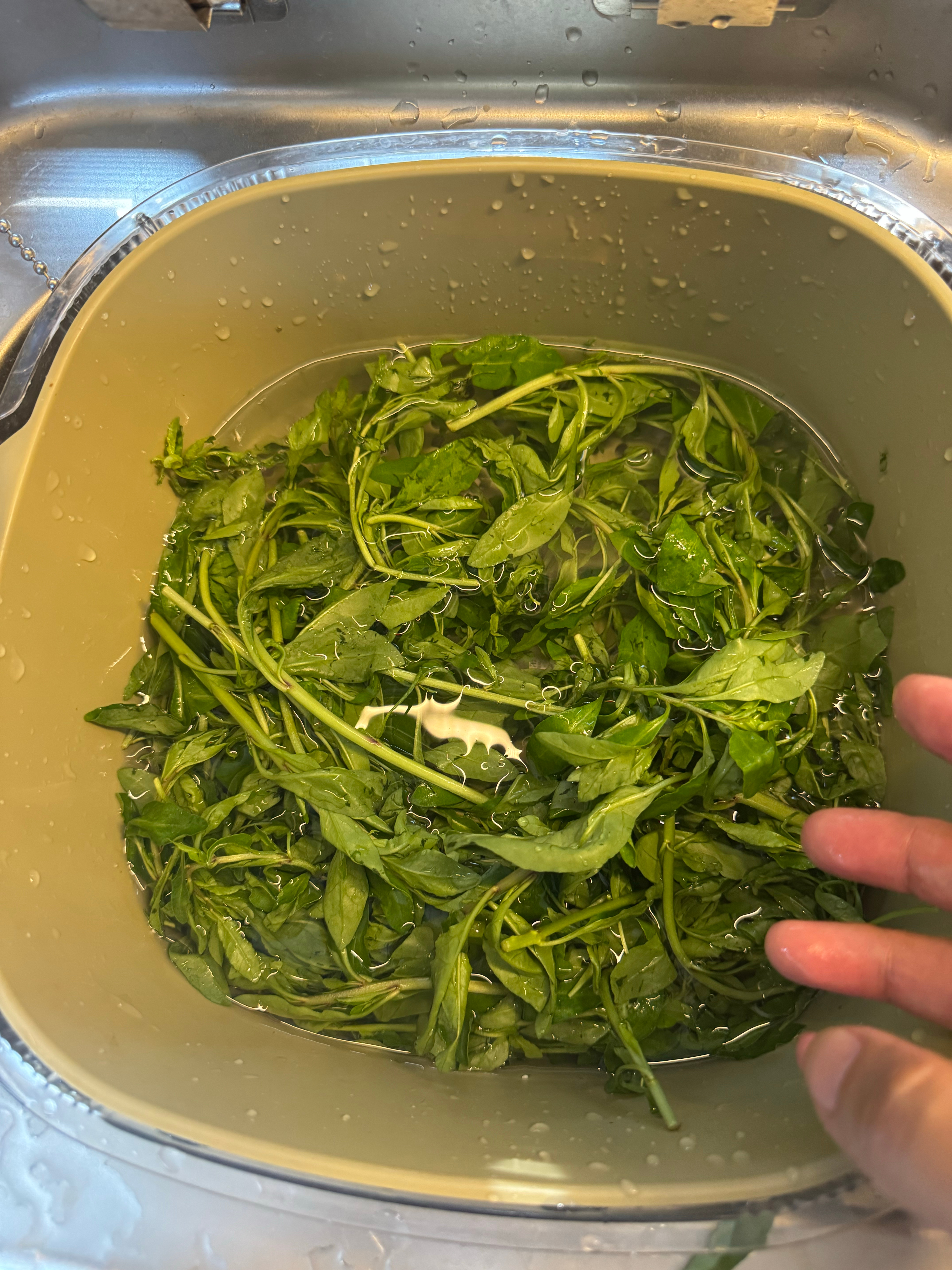 继续开会。居然有枸杞头这样鲜嫩好吃的蔬菜。我怎么不知道以前。美食生活汪靓芬的女性