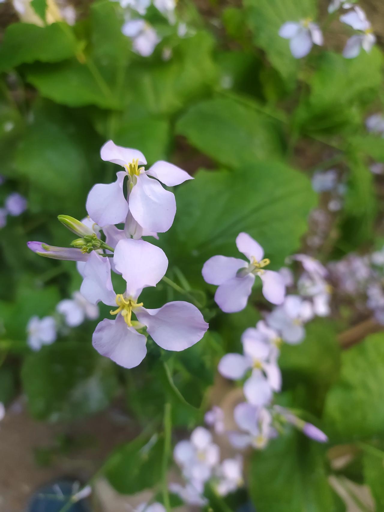 #看看你拍的花#