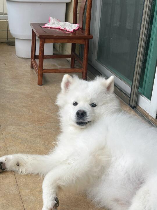 雪白的脑袋黢黑的jio