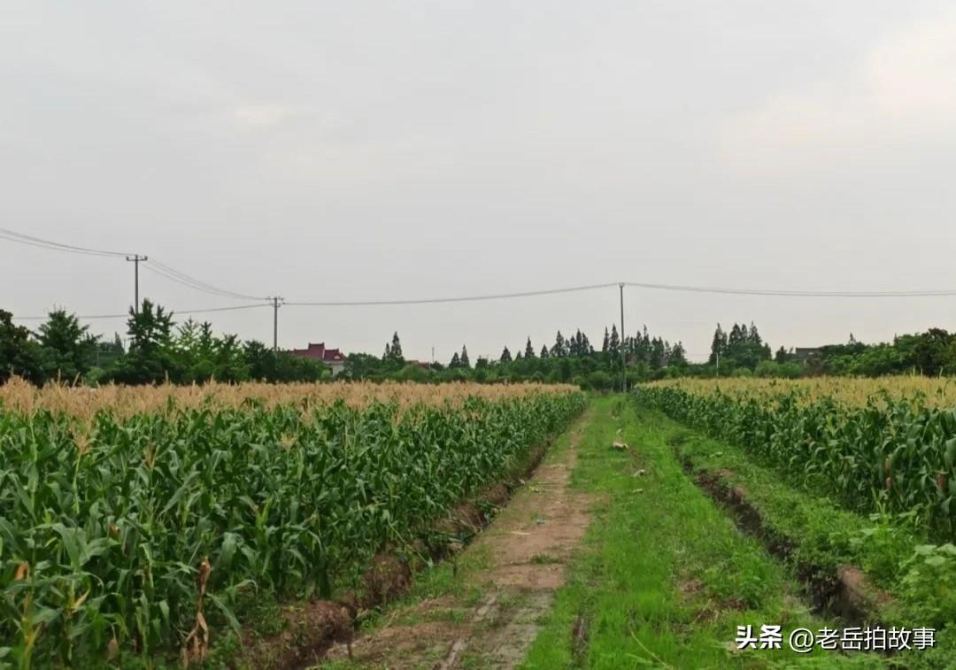 今天下午在楼下遛弯儿的时候，正和几位熟人闲聊，从外面一瘸一拐的挪进来一位行动不便