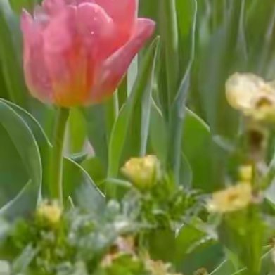 生活在于发现自己的节奏，无需追逐他人的光芒，不必羡慕别人的所得。放下无意义的比较