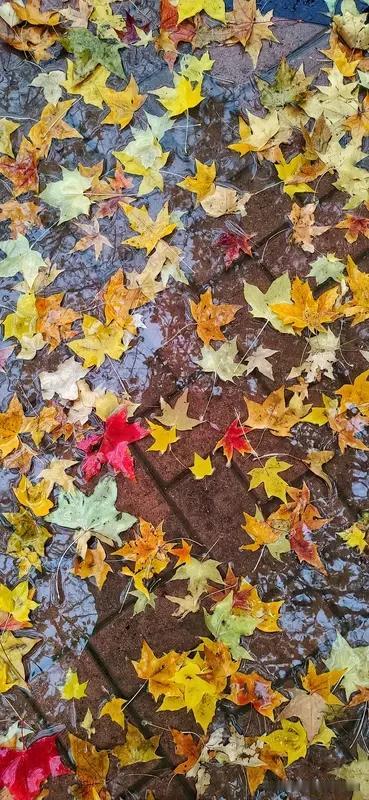 看到“秋雨无心敲落叶”这句上联，瞬间就感觉画面感拉满，秋雨淅淅沥沥，不经意间敲打