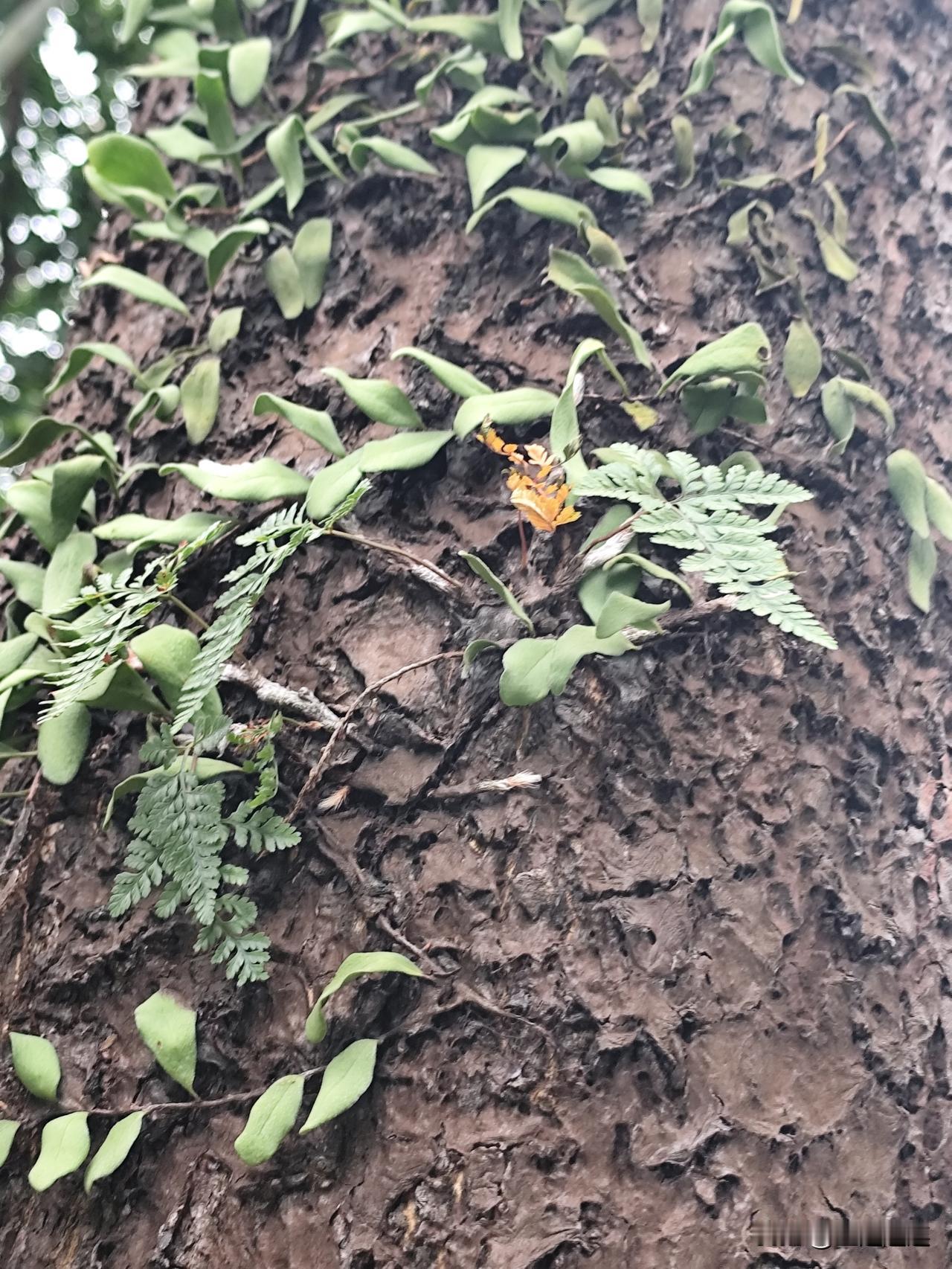 一张图证明秋天来了 想找一张图证明秋天来了，那我脑海里立马浮现出一幅画面。金黄的