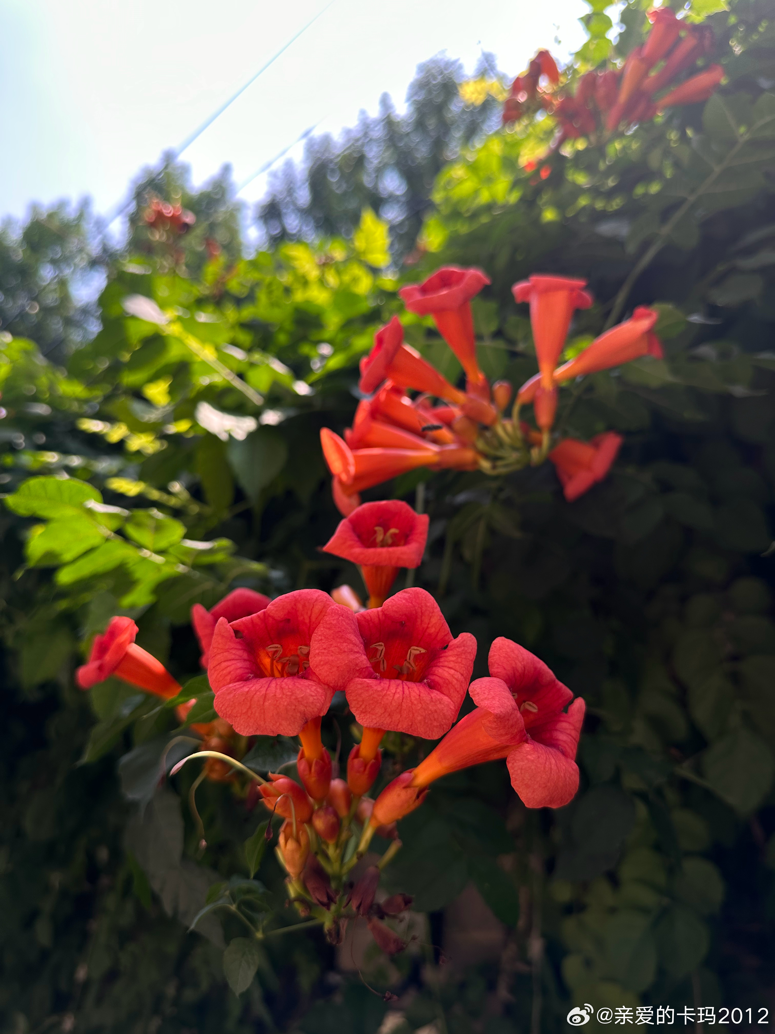 凌霄花。 