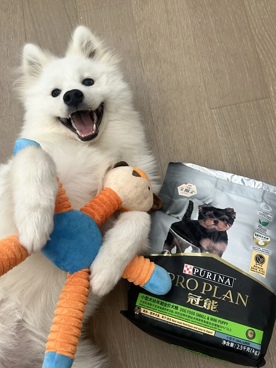 玻璃胃小狗好馋啊 但妈妈说不可以动！