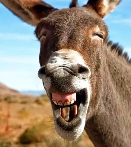 祝大家马年快乐，万事如意，马到成功，马上有钱。