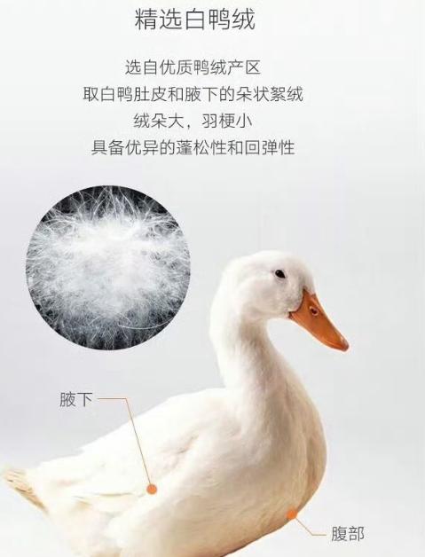一名羽绒市场行业人士介绍：现在养鸭子的特别少，羽绒价格一天一个价，90%的白鸭绒