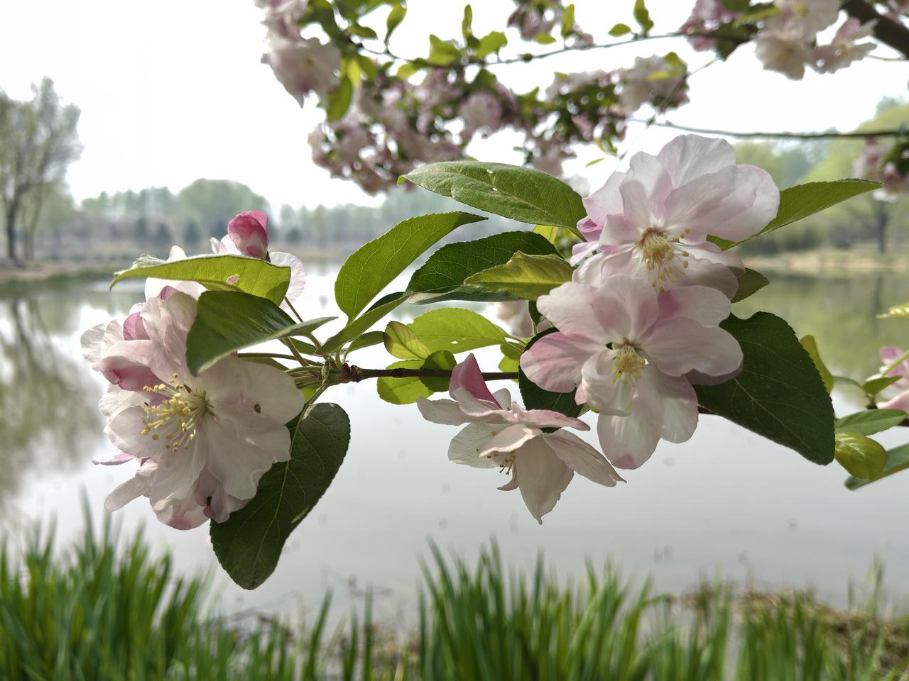 湖边的西府海棠
当你站在湖边欣赏海棠花时是什么感觉？
站在湖边看海棠，仿佛时间都