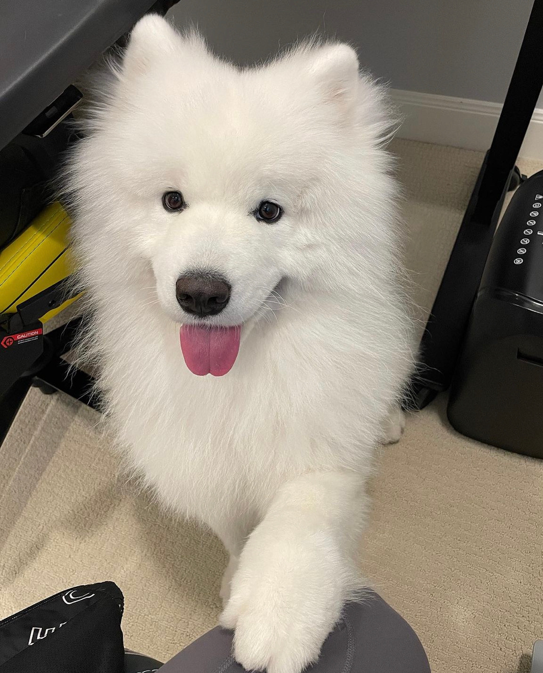 小狗向你发起了抱抱申请 