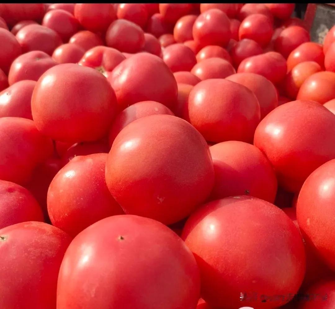 谁能想到，曾经论筐买的平民蔬菜，如今成了菜市场的“顶流贵价货”？2026年初的西