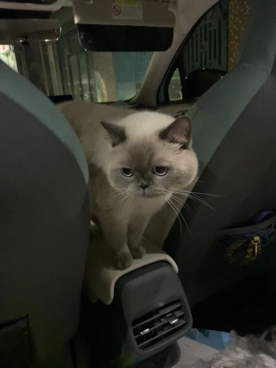 出门放风的小猪咪