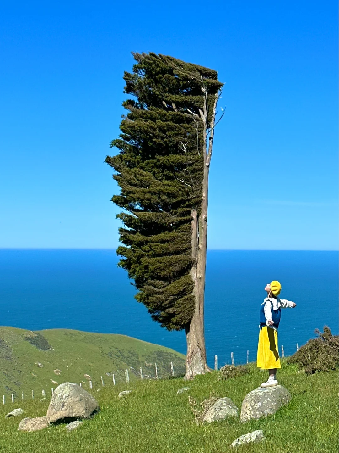 全世界独一无二的一颗树🌲live图的生命力！