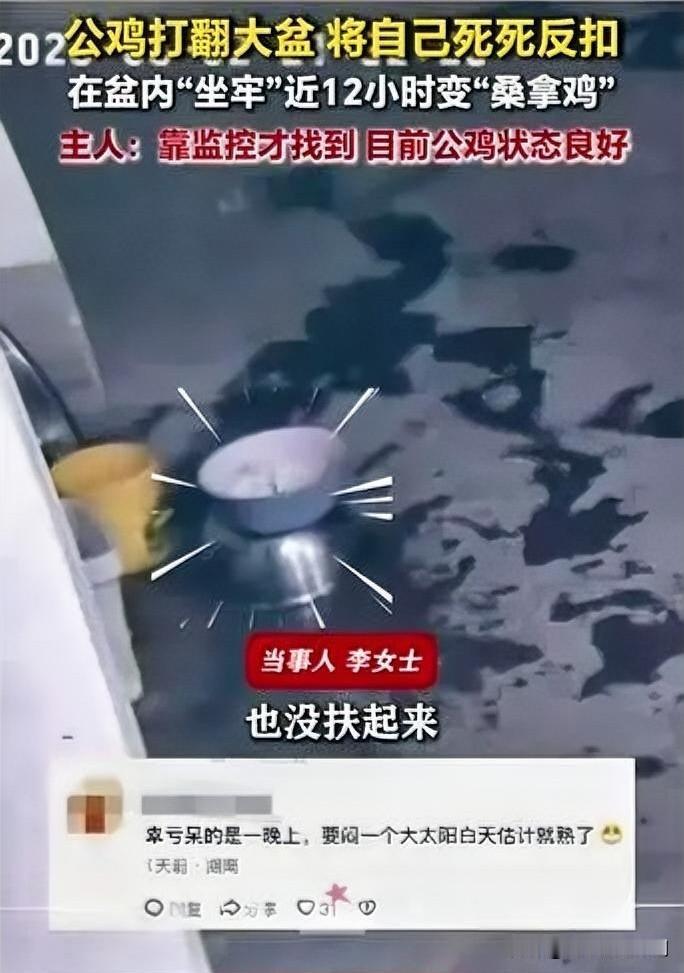 生活里总有些让人忍俊不禁的意外。一只公鸡不知是精力过剩还是被什么吸引，扑腾着翅膀