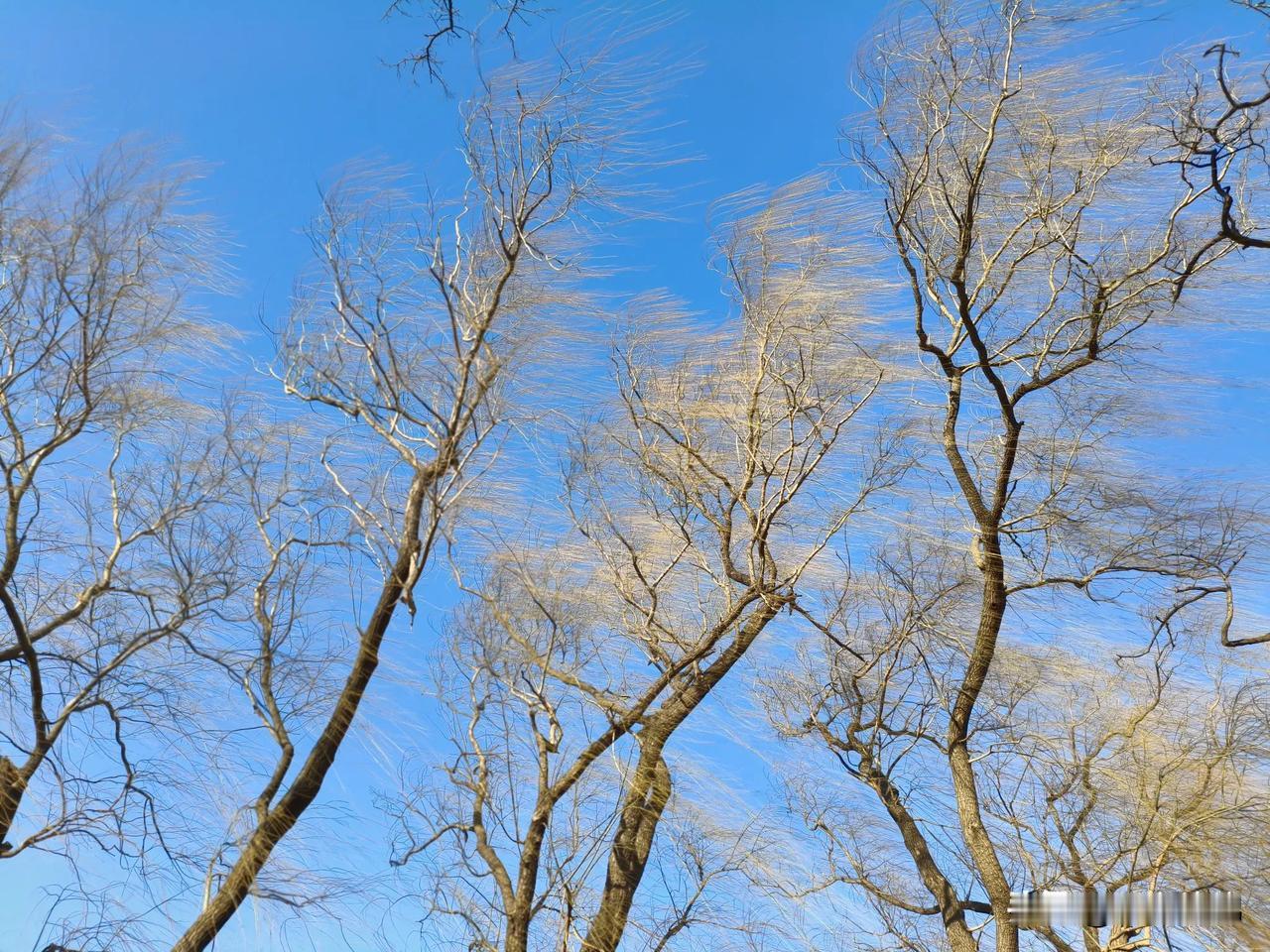 柔若无骨，随风飘逸的垂柳，也是一道亮丽的风景……