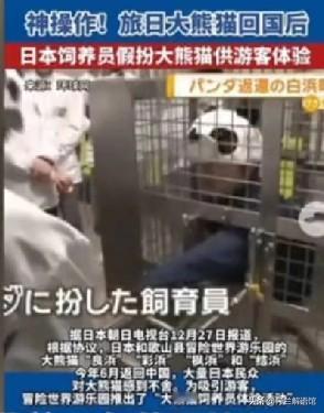 日本推出人扮大熊猫游客体验活动 日本这波操作真是绝了！今年6月，和歌山县冒险世界