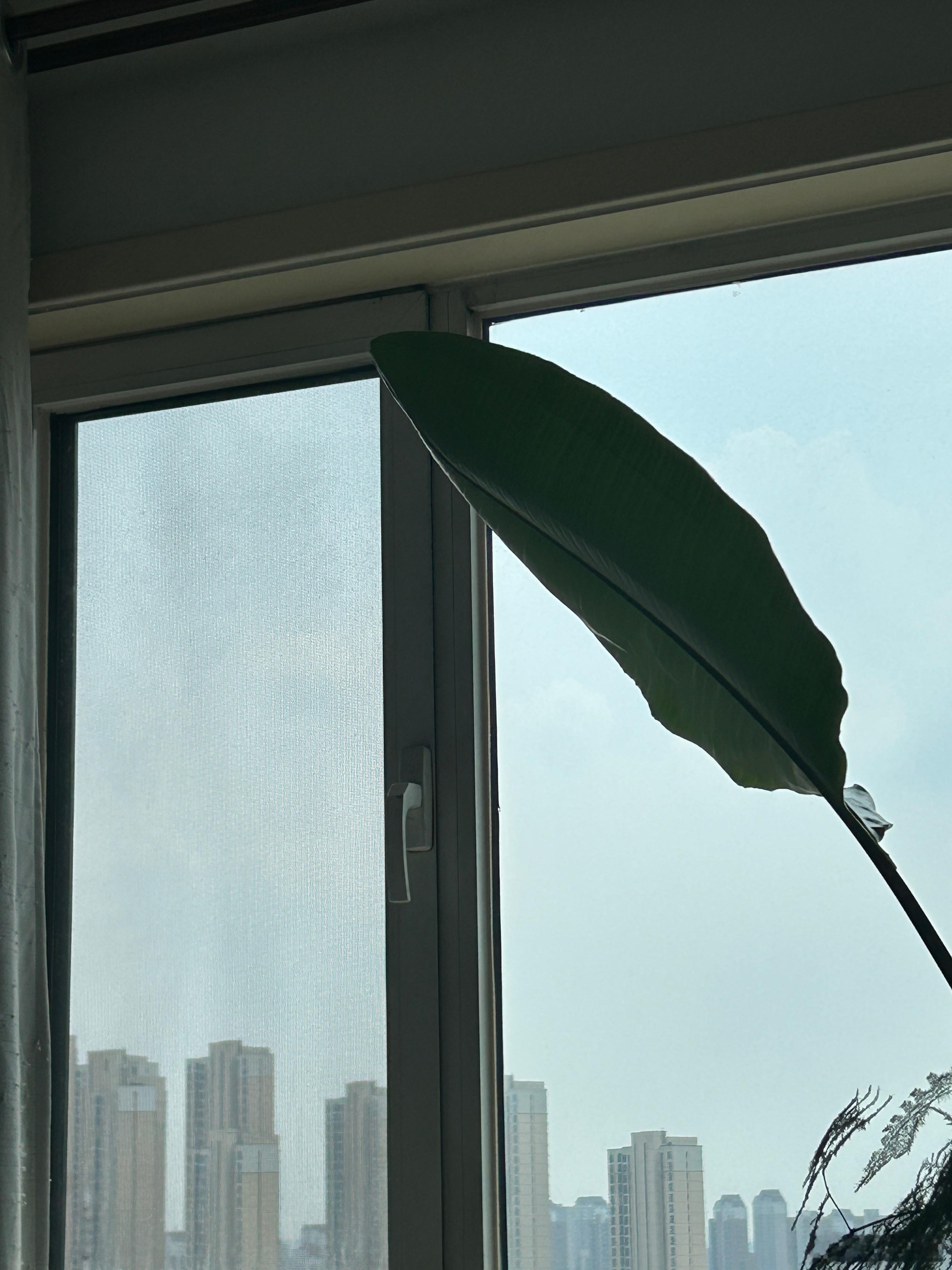 纱窗终于安好了，看着挺清晰的，厕所的窗户把手也给修好了，就是给拧了拧螺丝，给我喷
