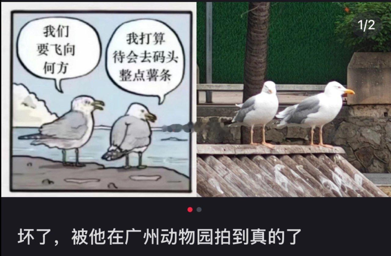 坏了，被他在广州动物园拍到真的了 