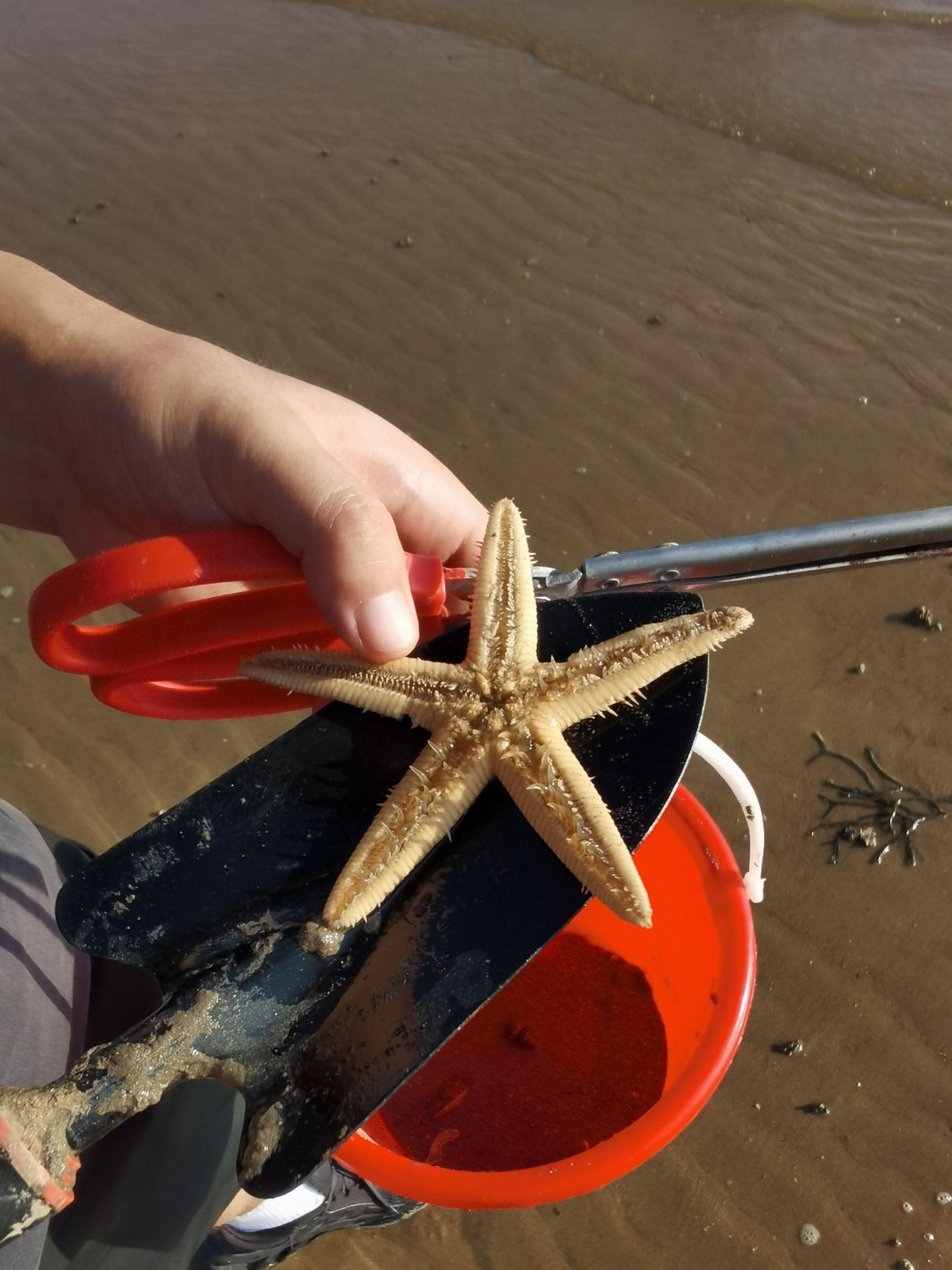 平潭赶海指南，原来真的可以捡到大家伙，一定要大潮的时候去，平时没看到的...