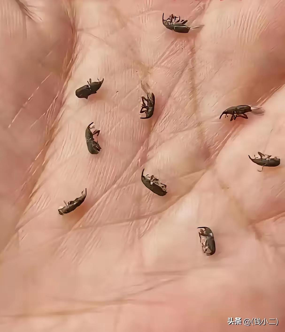 四川内江叫这虫“牛牛”，如米中叫米牛牛，面粉中的叫麦牛牛
最令人讨厌，比如那时留