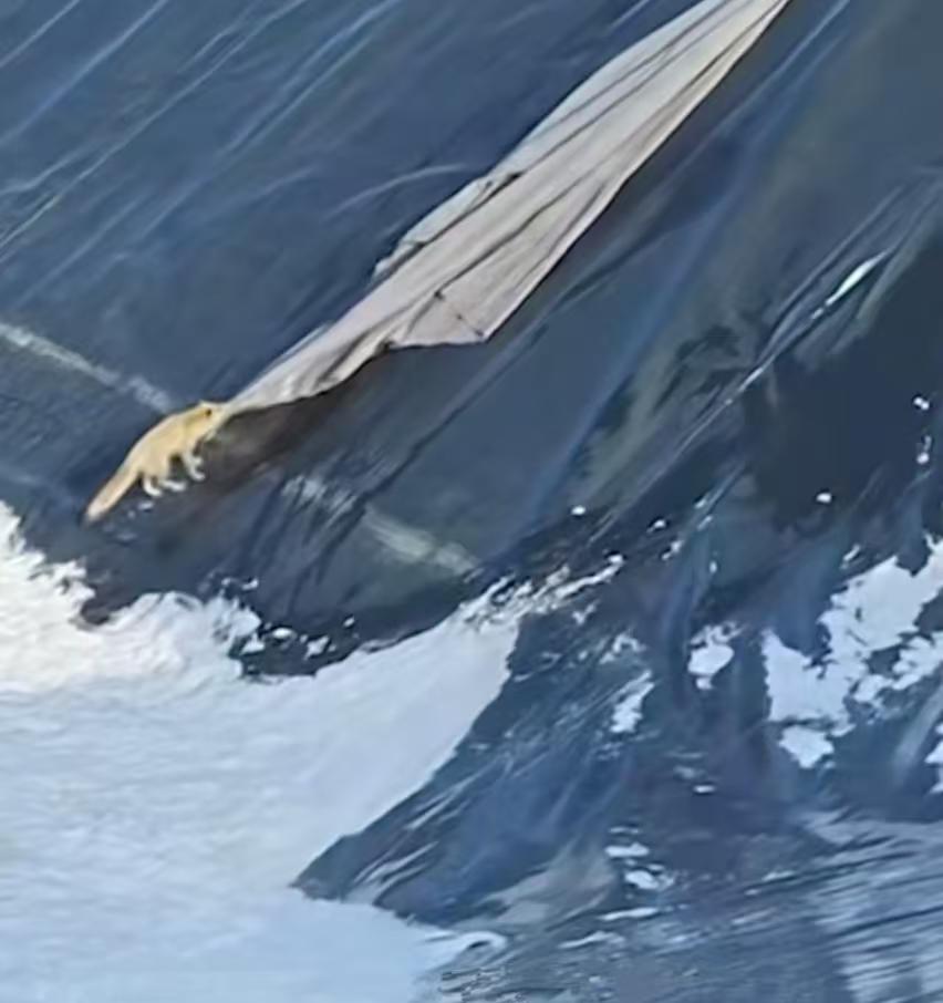 它咬住的不是布条，而是生的希望！内蒙古深坑惊险救援，狐狸的举动让人泪目

12月