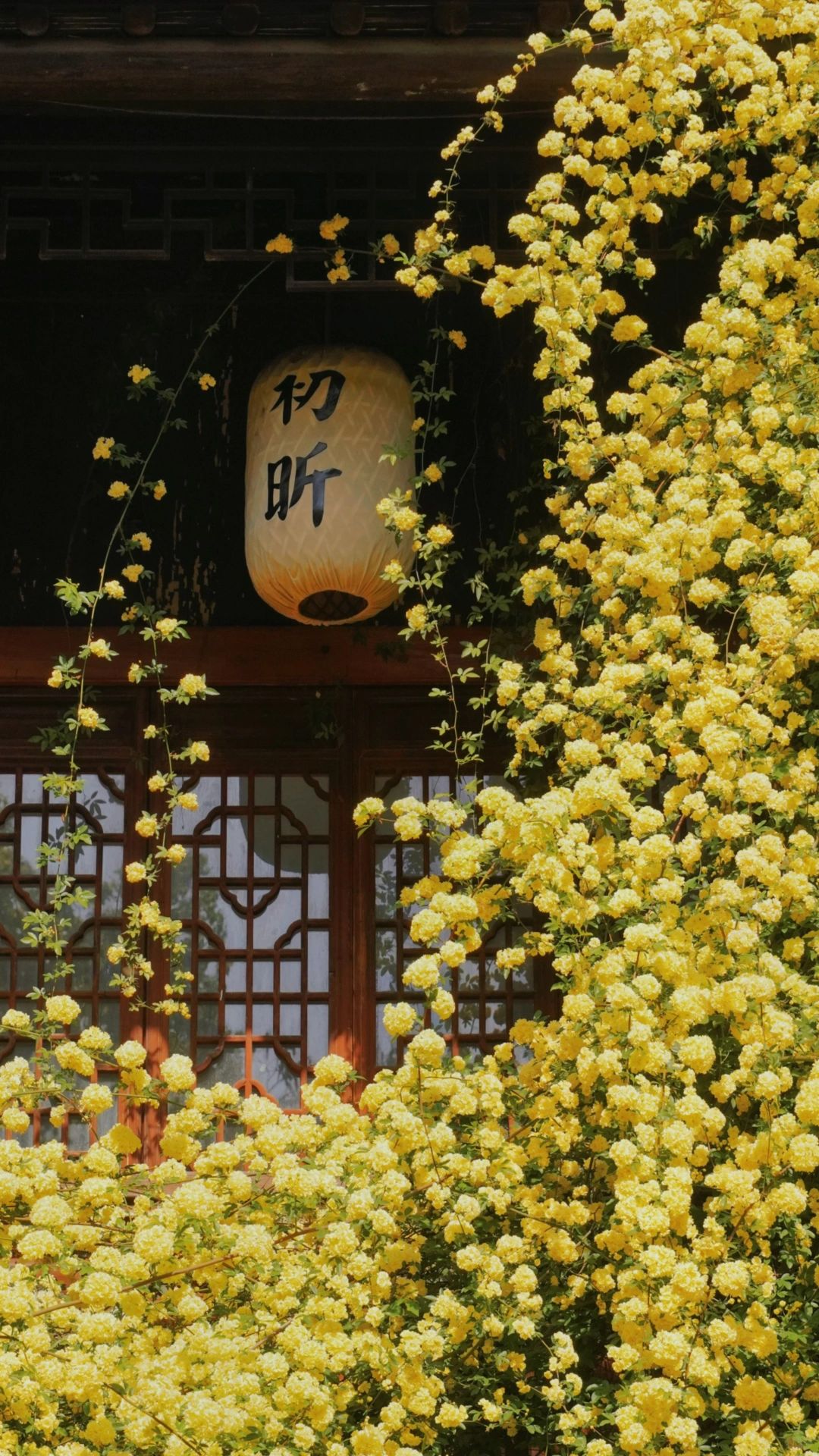 苏州春天🌸被朋友圈问爆18个赏花机位🌷
